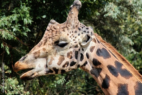 Photography giraffe in zoo
