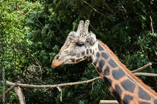 Canvas Print giraffe eating grass