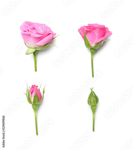 Beautiful pink roses on white background, top view