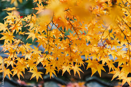 Autumn colorful red maple leaf with branch in park..Red yellow fall maple leaves with golden sunlight natural background..Autumn yellow maple leaves..Maple leaf with branch change in autumn.