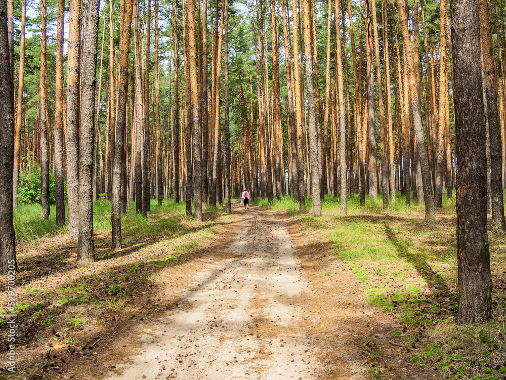 Fototapeta premium In the pine forest