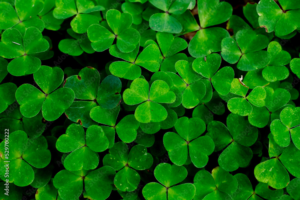 forest clover background, shot from above forest clover background, shot from above