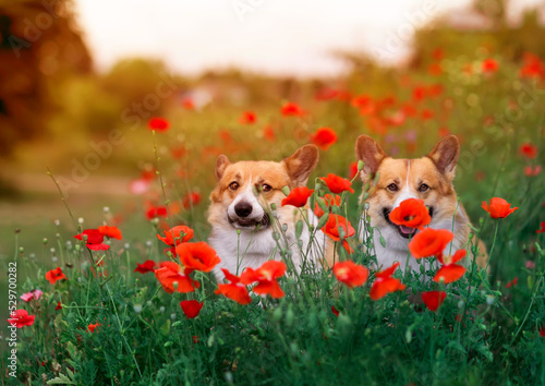 two cute corgi dogs are sitting on a sunny summer meadow among the flowers of red poppies