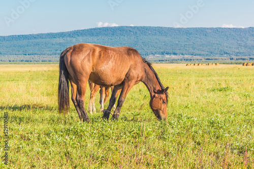 Beautiful red horse eating grass in summer field with young 