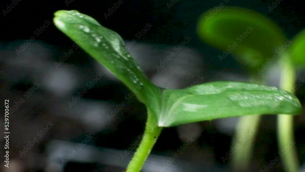 Growing cucumbers from seeds. Step 4 - watering the sprouts. Growing cucumbers from seeds. Step 4 - watering the sprouts.