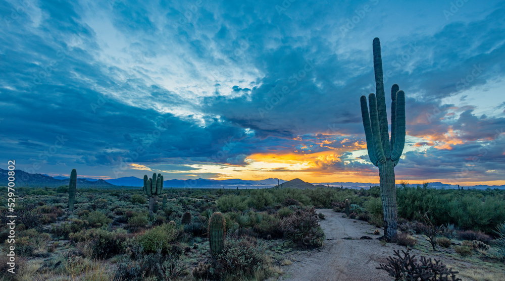 Wide Ratio Desert Sunrise Landscape With Cactus In Arizona At Sunrise