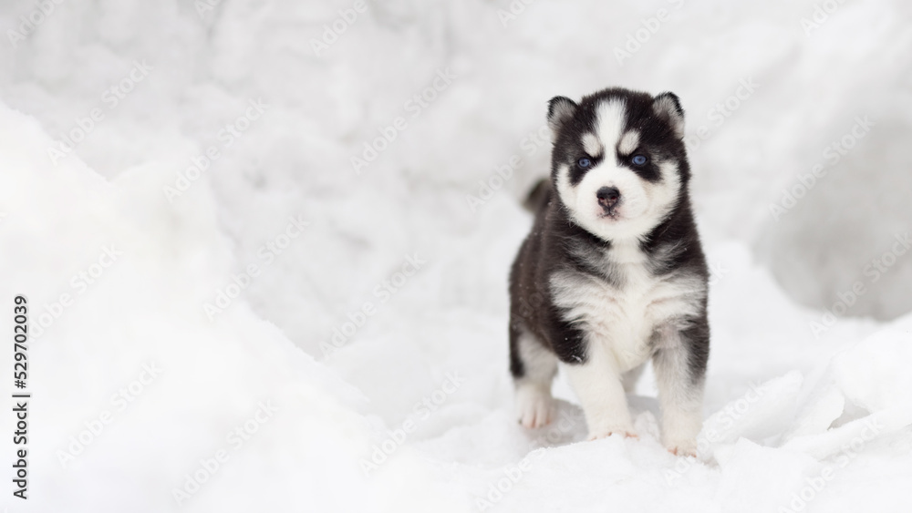 Winter portrait of a cute blue-eyed Siberian husky puppy, dog on the snow in winter , winter card with puppy