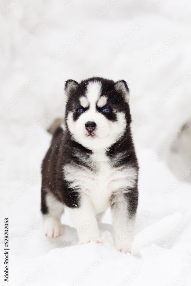 Obraz premium Winter portrait of a cute blue-eyed Siberian husky puppy, dog on the snow in winter , winter card with puppy