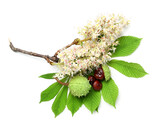 Chestnuts with leaves and flowers on white background