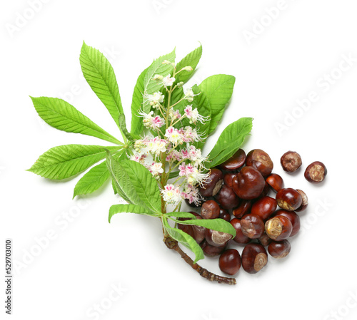 Fresh chestnuts, leaves and flowers on white background