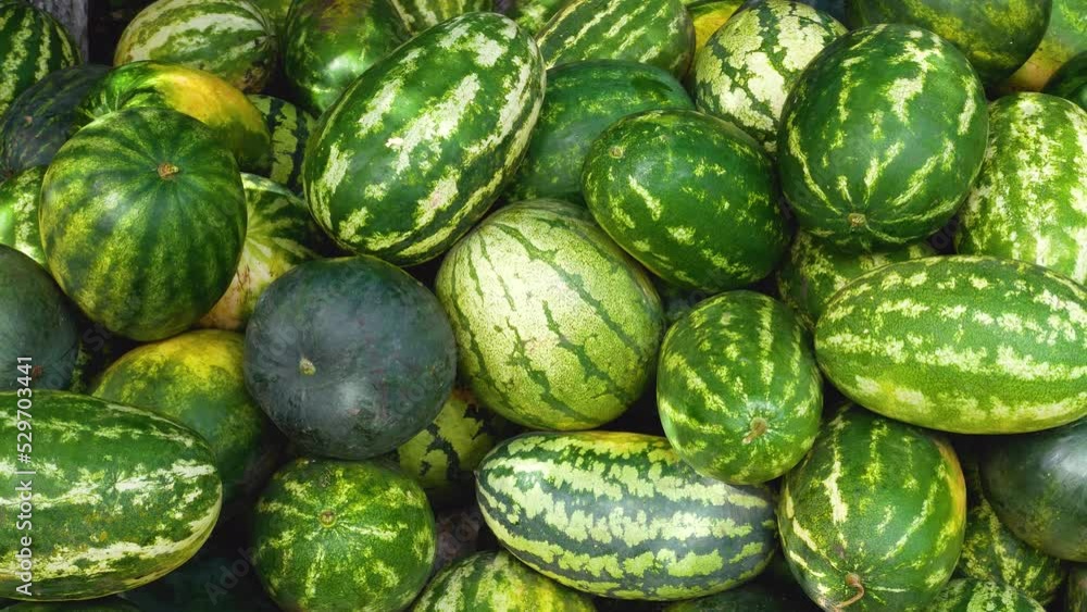 Lots of ripe bright striped watermelons on one pile. Harvesting watermelons, growing melons. Beautiful background, illustration of watermelon harvesting. Sweet natural fruit dessert, healthy food Lots of ripe bright striped watermelons on one pile. Harvesting watermelons, growing melons. Beautiful background, illustration of watermelon harvesting. Sweet natural fruit dessert, healthy food