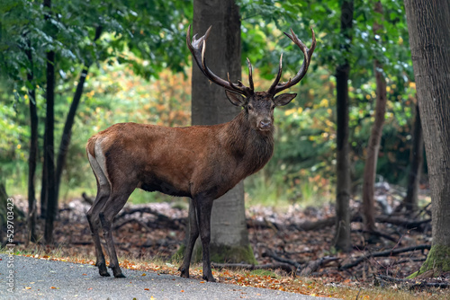 Red deer  Cervus elaphus  stag  in rutting season in the forest of National Park Hoge Veluwe in the Netherlands. Forest in the background.          