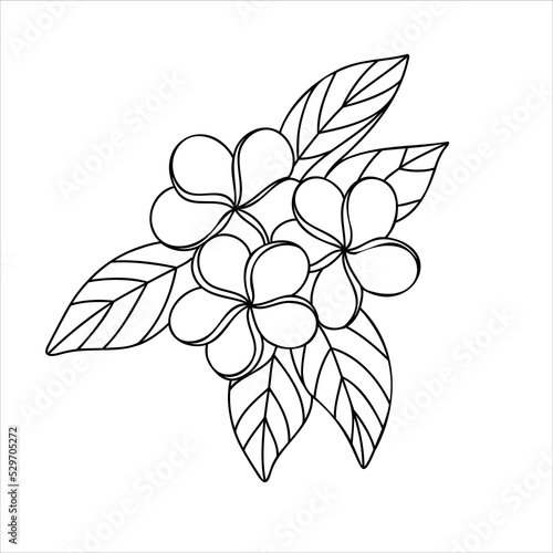 Plumeria flowers in line art drawing style, fragrant tropical plumeria (frangipani, jasmine) flowers. Black linear sketch isolated on white background.
