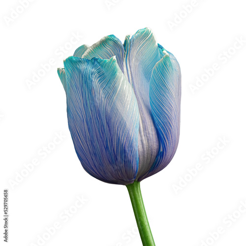 Beautiful blue-white tulip with stem isolated on transparent background, close-up photography, png.