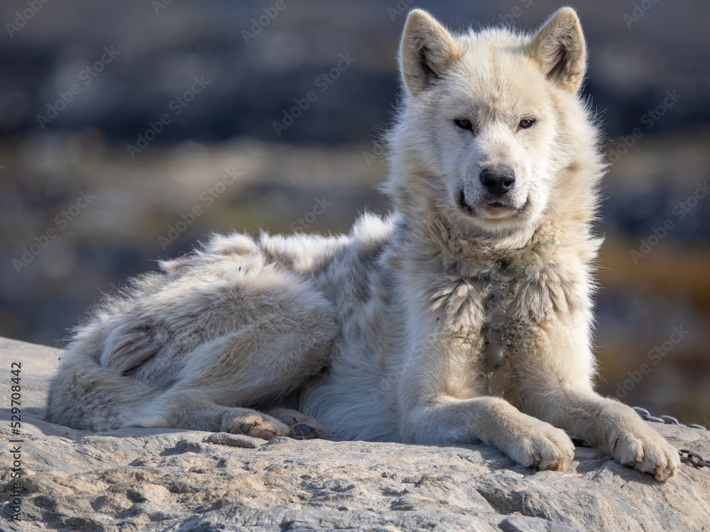 Greenland Dog portrait series in a kennel in Ilulissat, Western Greenland. The breed is considered as nationally and culturally important to the country Greenland Dog portrait series in a kennel in Ilulissat, Western Greenland. The breed is considered as nationally and culturally important to the country