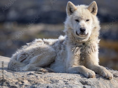 Greenland Dog portrait series in a kennel in Ilulissat  Western Greenland. The breed is considered as nationally and culturally important to the country