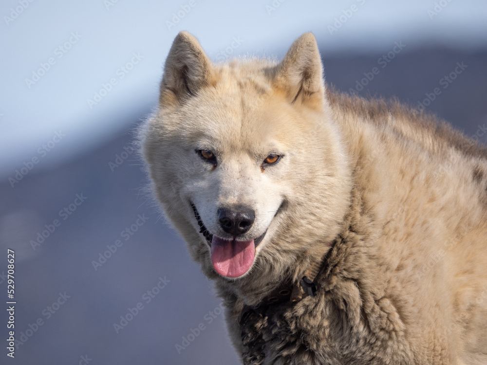 Greenland Dog portrait series in a kennel in Ilulissat, Western Greenland. The breed is considered as nationally and culturally important to the country