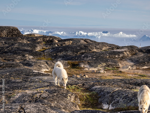 Greenland dogs at the mouth of the Icefjord glacier (Sermeq Kujalleq), one of the fastest and most active glaciers in the world. A UNESCO world heritage site, Disko Bay, Ilulissat, Greenland