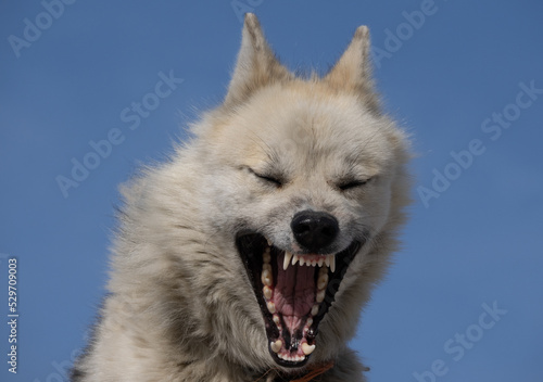 Bild auf Leinwand Greenland Dog portrait series in a kennel in Ilulissat, Western Greenland