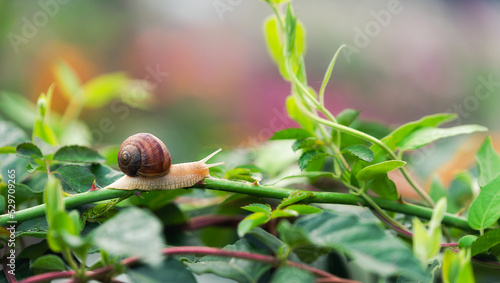 Snail on a rose bush 