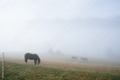 Horse in the fog on a mountain pasture