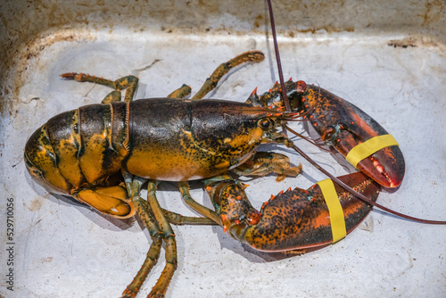 Close-up of live Maine lobster.