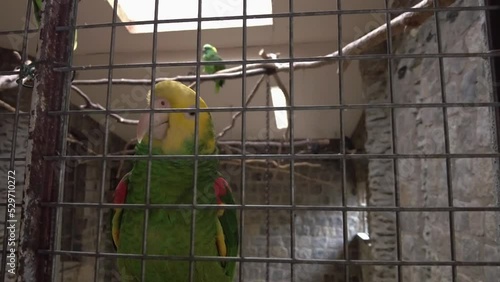 amazon parrot with yellow neck closeup. Tropical bird video