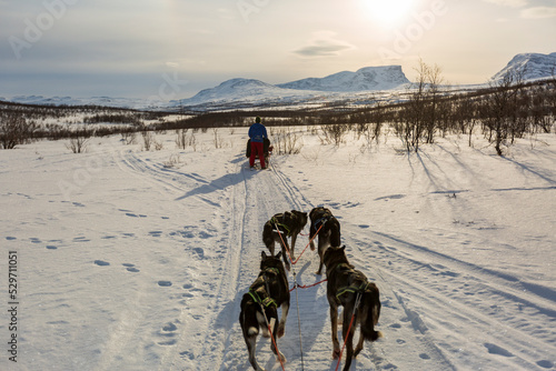 Giro in slitta con i cani in Lapponia A Kiruna in Svezia. In mezzo ai boschi nella neve e al freddo photo
