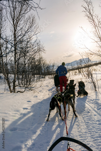 Giro in slitta con i cani ad Abisko nel circolo polare artico in Svezia.