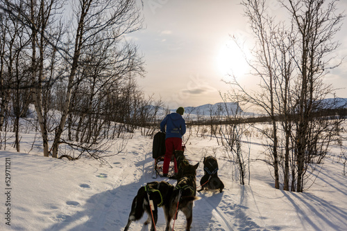 Slitta con i cani in Lapponia tra la neve il freddo e il sole. Un paesaggio nella natura