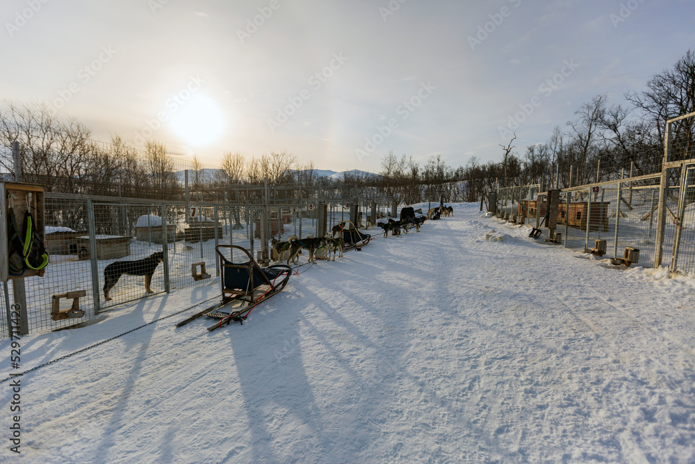 Slitta con i cani in Lapponia tra la neve il freddo e il sole. Un paesaggio nella natura Slitta con i cani in Lapponia tra la neve il freddo e il sole. Un paesaggio nella natura