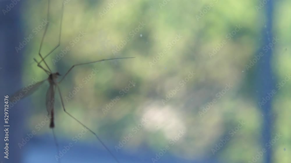 Crane fly on a glass surface Crane fly on a glass surface