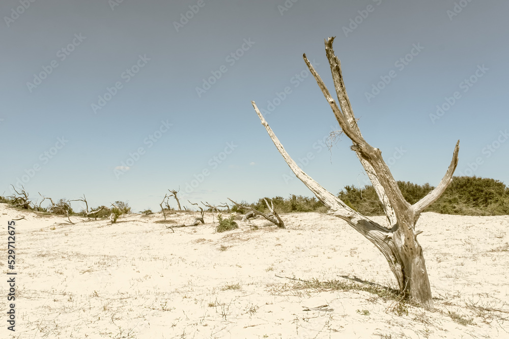 A line of dead trees on a sand dune A line of dead trees on a sand dune
