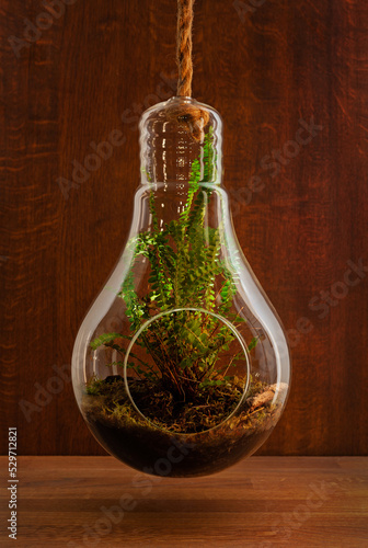 Elegant boston fern plant growing in Glass Hanging Planter on wooden background