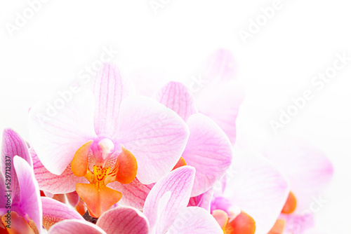 Beautiful purple Phalaenopsis orchid flowers  on white background.