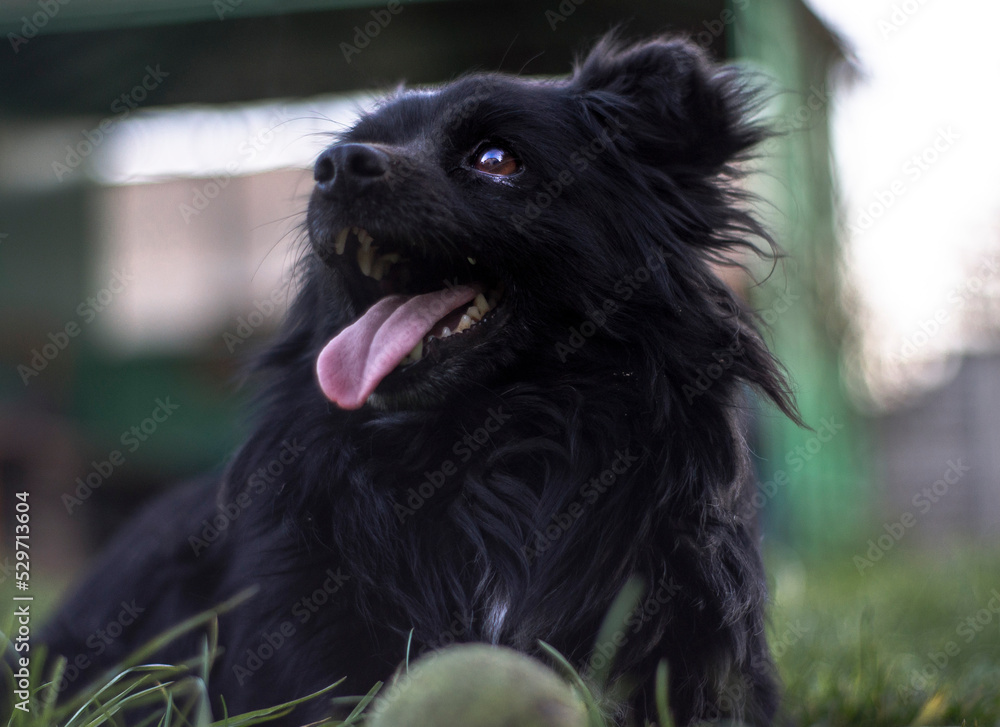 Czarny pies, kundelek piesek z piłką tenisową na trawie - obrazy, fototapety, plakaty 