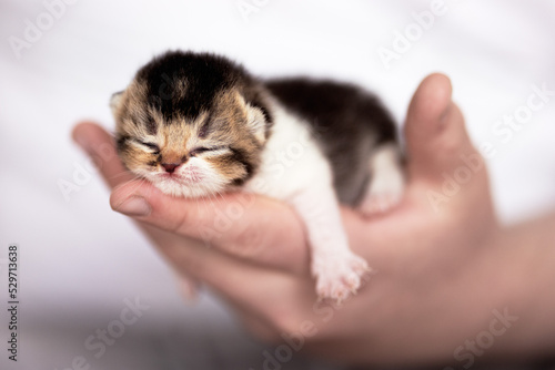 Britisch Kurzhaar Kitten selten, edel und imposant