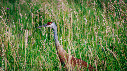 sandhill crane in the tall grass