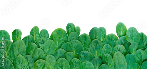 Long horizontal border of green spinach leaves isolated transparent png photo