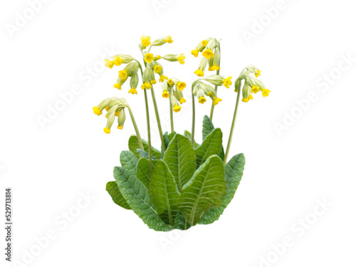 Primula veris or cowslip yellow spring flowers isolated transparent png photo