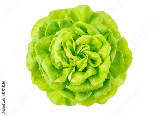 Lettuce salad rosette head top view isolated transparent png