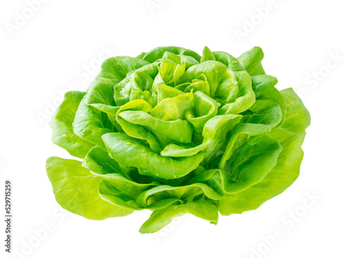 Lettuce salad rosette head with water drops side view isolated transparent png