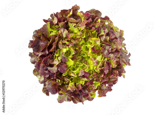 Red oak leaf lettuce salad head top view isolated transparent png