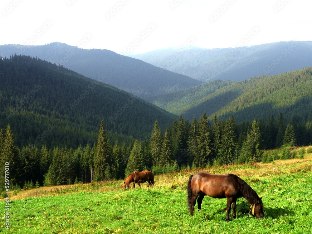 Horses graze on a pasture in the mountains