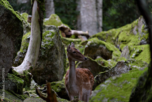 Fototapeta Naklejka Na Ścianę i Meble -  Fallow deers in La Garrotxa, Girona, Pyrenees, Spain. Europe.