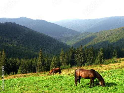 Horses graze on a pasture in the mountains