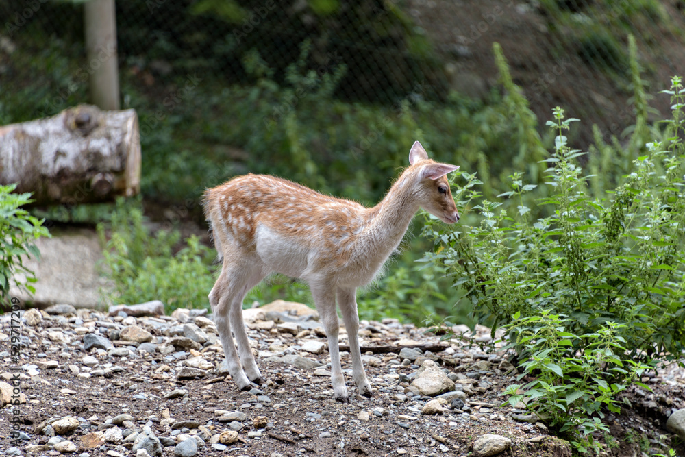 Cute red deer, Cervus elaphus, hind and fawn in nature looking aside. Cute red deer, Cervus elaphus, hind and fawn in nature looking aside.