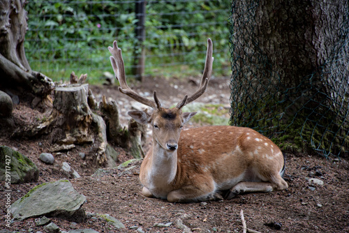 Fallow deers in La Garrotxa, Girona, Pyrenees, Spain. Europe. © Juan