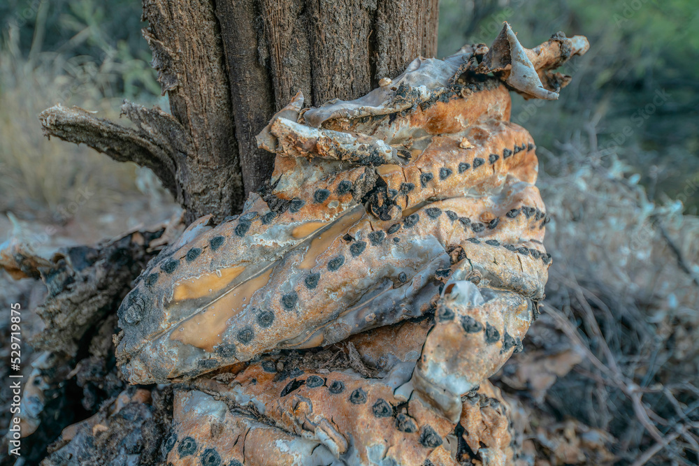 Dead cactus close-up in Sabino Canyon State Park- Tucson, Arizona