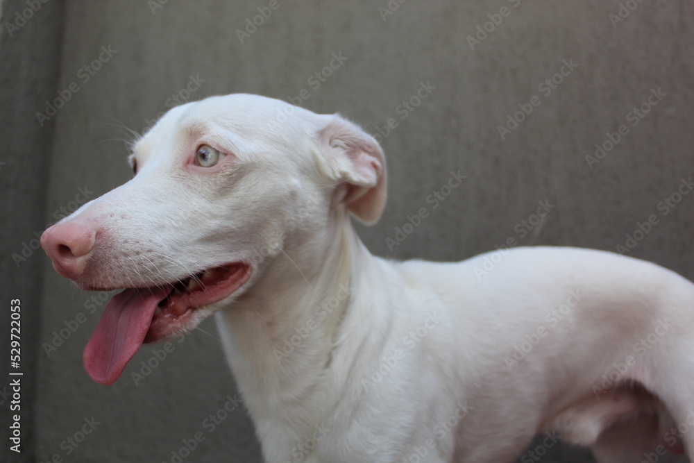 Perro Albino Perro Albino